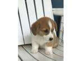 Pembroke Welsh Corgi Puppy for sale in Brashear, TX, USA