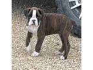 Boxer Puppy for sale in Anderson, TX, USA
