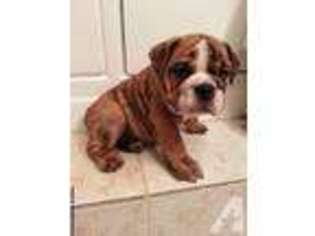 Bulldog Puppy for sale in VERSAILLES, MO, USA