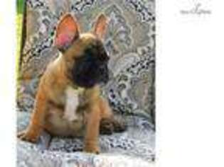 French Bulldog Puppy for sale in Lexington, KY, USA