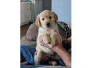 Golden Retriever Puppy for sale in Iliff, CO, USA