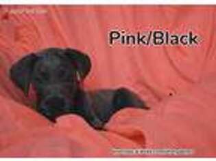Great Dane Puppy for sale in Laddonia, MO, USA