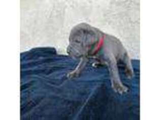 Cane Corso Puppy for sale in Torrance, CA, USA