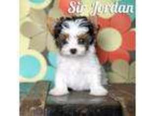 Biewer Terrier Puppy for sale in Dolores, CO, USA