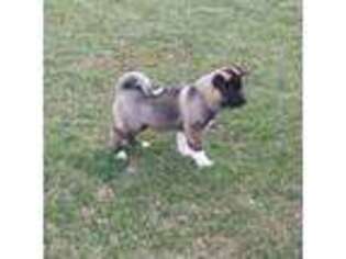 Akita Puppy for sale in Lees Summit, MO, USA