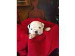 Bulldog Puppy for sale in Beaver, OH, USA