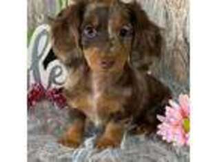 Dachshund Puppy for sale in Lagrange, IN, USA