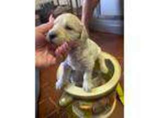 Goldendoodle Puppy for sale in Jamaica Plain, MA, USA