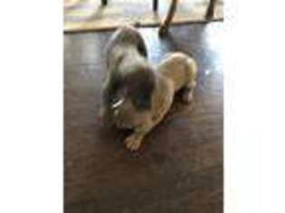 Weimaraner Puppy for sale in Aurora, CO, USA
