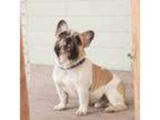 French Bulldog Puppy for sale in Laporte, CO, USA