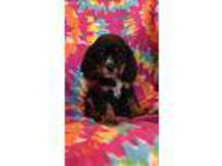 Cavalier King Charles Spaniel Puppy for sale in Fort Myers, FL, USA
