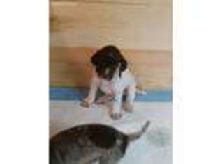 German Shorthaired Pointer Puppy for sale in East Nassau, NY, USA