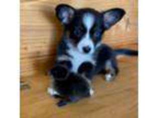 Pembroke Welsh Corgi Puppy for sale in Sandy Valley, NV, USA