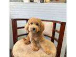 Cavachon Puppy for sale in Bakersfield, CA, USA