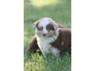 Miniature Australian Shepherd Puppy for sale in Nashville, AR, USA