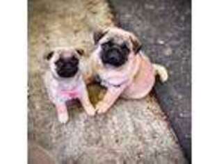 Pug Puppy for sale in Mount Vernon, WA, USA