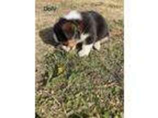 Pembroke Welsh Corgi Puppy for sale in Perry, OK, USA