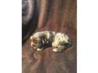 Cocker Spaniel Puppy for sale in Subiaco, AR, USA
