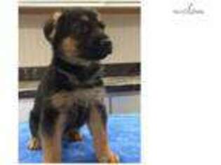 German Shepherd Dog Puppy for sale in Saint Augustine, FL, USA