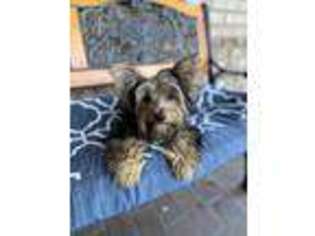 Yorkshire Terrier Puppy for sale in Orange City, FL, USA