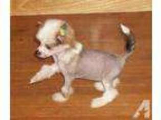 Chinese Crested Puppy for sale in CRAWFORD, TX, USA