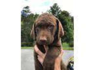Chesapeake Bay Retriever Puppy for sale in Newland, NC, USA