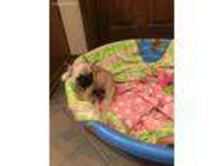 French Bulldog Puppy for sale in Bethany, OK, USA