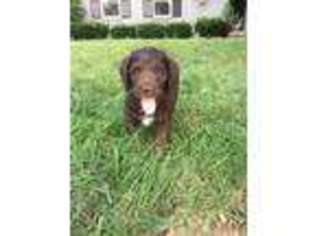 Labradoodle Puppy for sale in Lexington, KY, USA