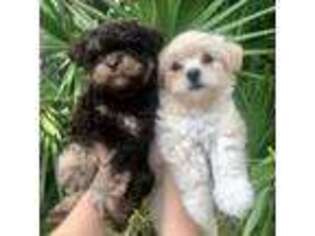 Shih-Poo Puppy for sale in Sorrento, FL, USA