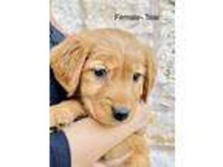 Golden Retriever Puppy for sale in Waco, TX, USA