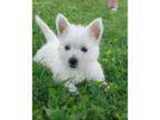 West Highland White Terrier Puppy for sale in Gardnerville, NV, USA
