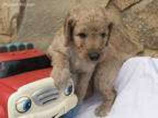 Goldendoodle Puppy for sale in Roy, UT, USA