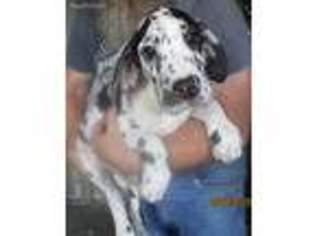 Great Dane Puppy for sale in Arkport, NY, USA