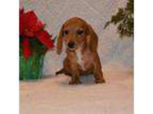 Dachshund Puppy for sale in El Dorado Springs, MO, USA