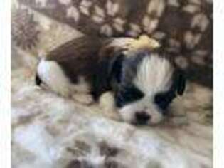 Mutt Puppy for sale in Madison, MO, USA