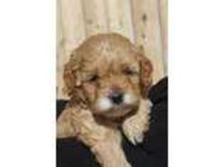 Cavapoo Puppy for sale in Alamosa, CO, USA