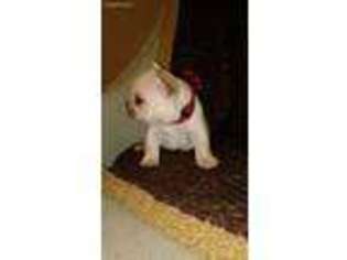 French Bulldog Puppy for sale in La Vernia, TX, USA