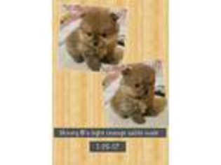 Pomeranian Puppy for sale in Willow, AK, USA