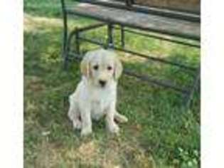 Labradoodle Puppy for sale in Boise, ID, USA