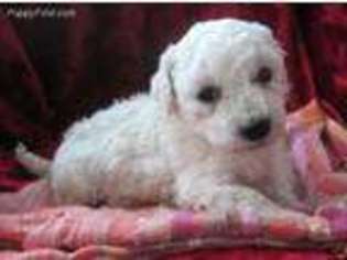 Bichon Frise Puppy for sale in Macomb, IL, USA