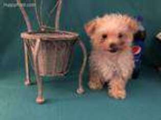 Mutt Puppy for sale in Las Animas, CO, USA