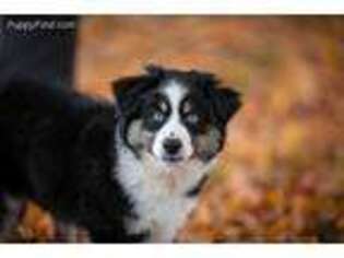 Miniature Australian Shepherd Puppy for sale in Pulaski, VA, USA