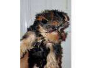 Yorkshire Terrier Puppy for sale in Salem, MA, USA