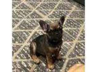 French Bulldog Puppy for sale in Brookston, TX, USA