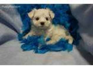 Maltese Puppy for sale in Augusta, KS, USA
