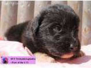 Newfoundland Puppy for sale in Lowell, VT, USA
