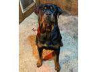 Rottweiler Puppy for sale in Braselton, GA, USA