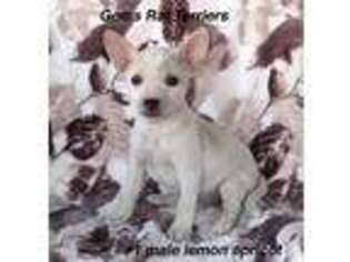 Rat Terrier Puppy for sale in Centereach, NY, USA