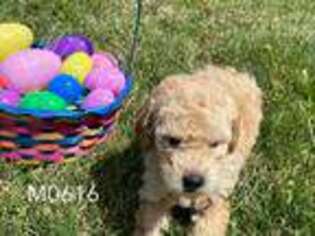 Goldendoodle Puppy for sale in Allen, TX, USA