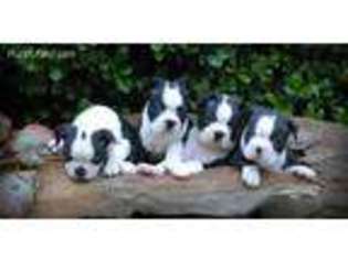 Boston Terrier Puppy for sale in Wellesley, MA, USA
